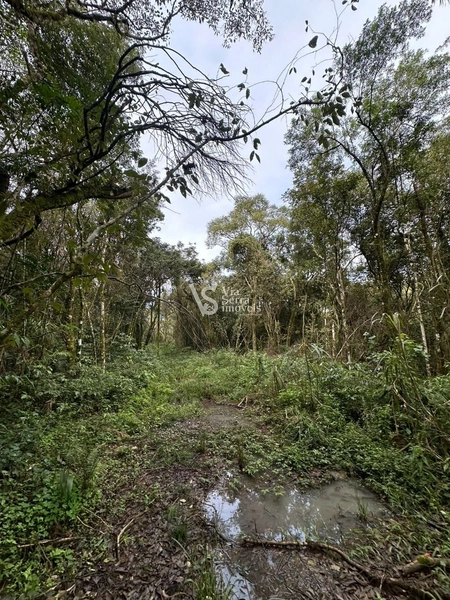 Sítio à venda com 5.6 hectares em localização privilegiada conhecida como a Rota Romântica que liga Gramado e Cenela: 6ª foto da galeria de imagens do imóvel