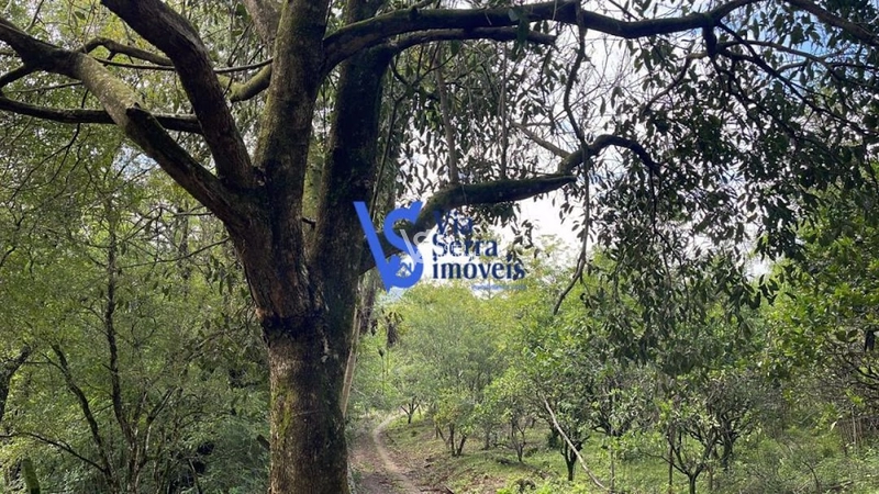 Sítio à venda, em Serra Grande, Igrejinha/RS!: 6ª foto da galeria de imagens do imóvel