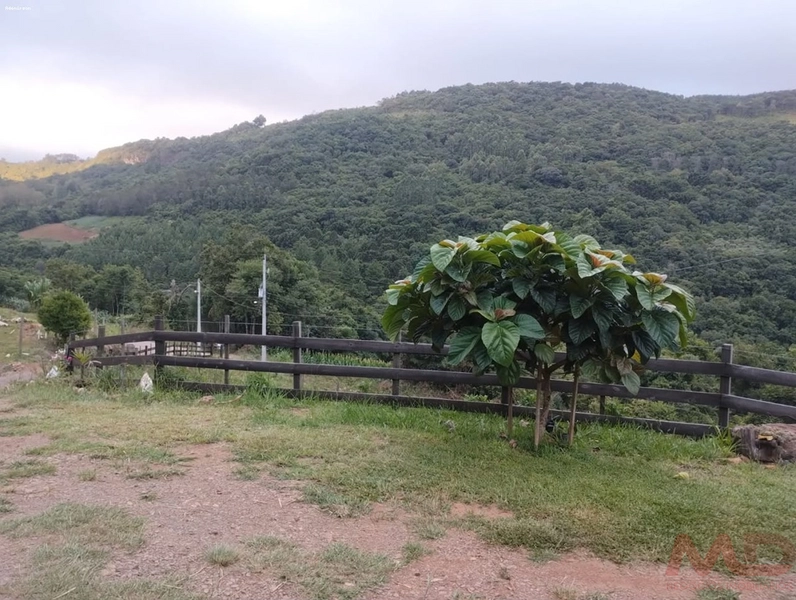 SITIO  A VENDA EM SANTA MARIA DO HERVAL RS  : 7ª foto da galeria de imagens do imóvel