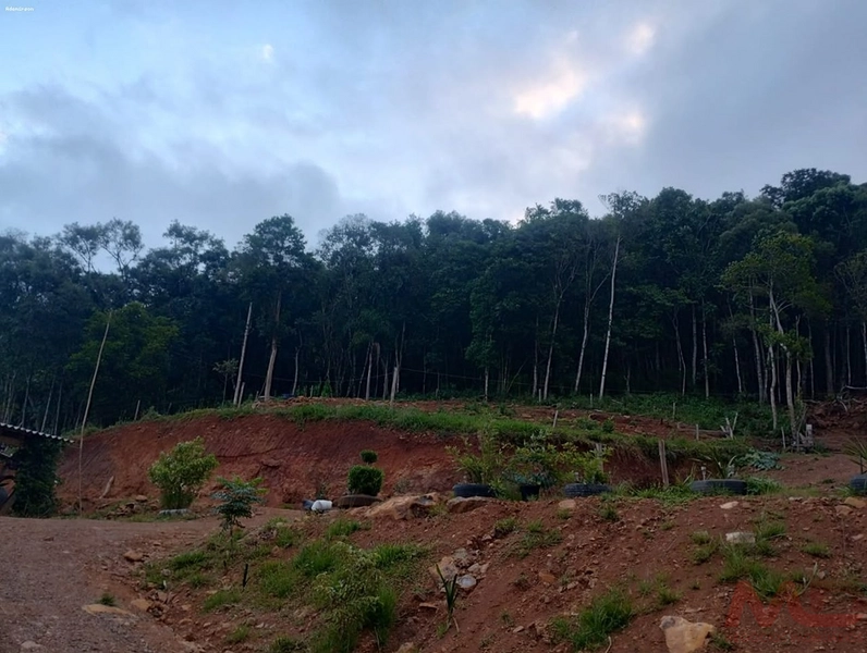 SITIO  A VENDA EM SANTA MARIA DO HERVAL RS  : 12ª foto da galeria de imagens do imóvel