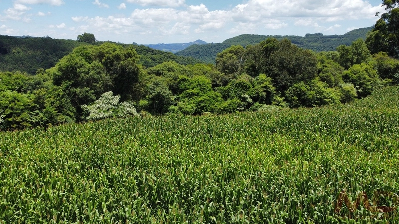SITIOS/ CHACARAS PARA VENDA COM 6 DORMITORIOS SANTA MARIA DO HERVAL RS: 11ª foto da galeria de imagens do imóvel