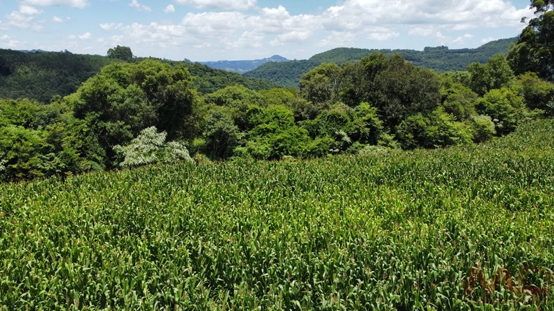 SITIOS/ CHACARAS PARA VENDA COM 6 DORMITORIOS SANTA MARIA DO HERVAL RS: 4ª foto da galeria de imagens do imóvel