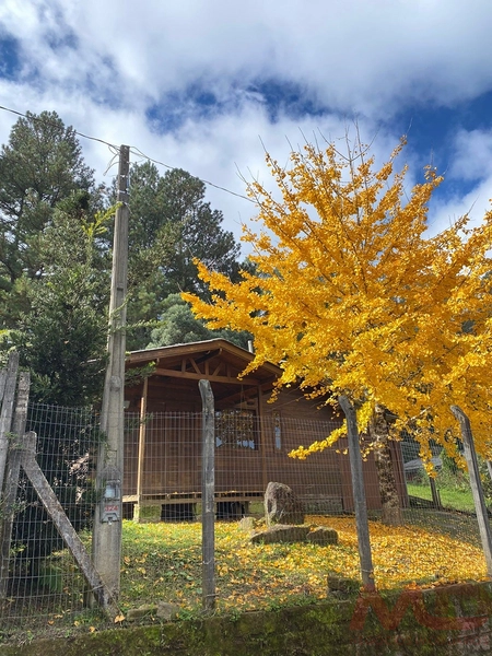 CASA A VENDA EM GRAMADO RS: 16ª foto da galeria de imagens do imóvel