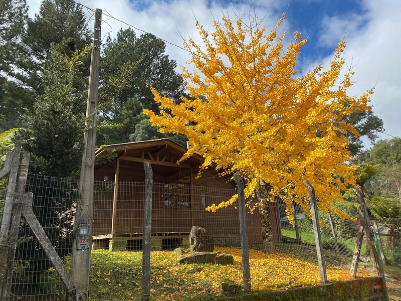 CASA A VENDA EM GRAMADO RS: 17ª foto da galeria de imagens do imóvel