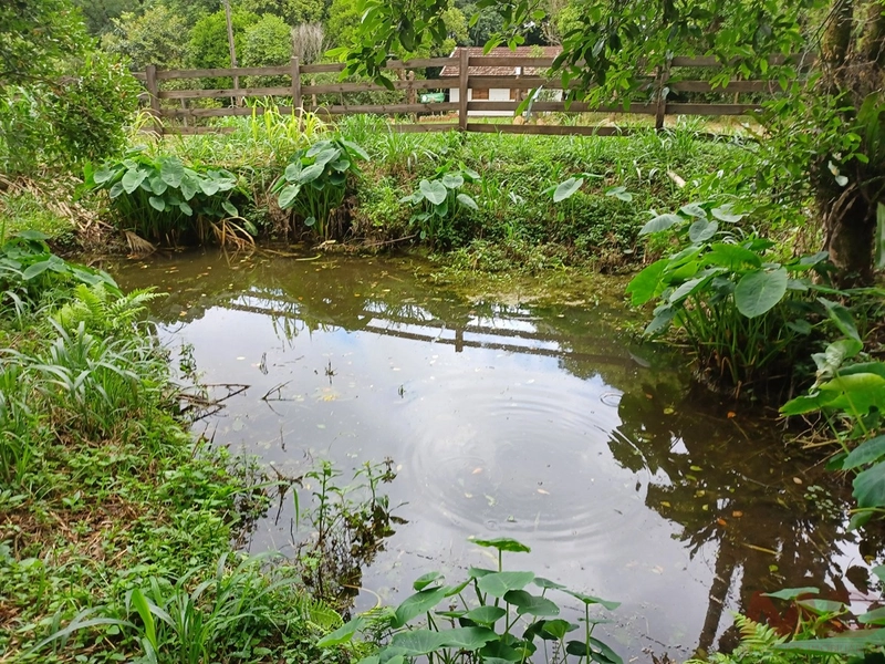 SITIO A VENDA EM CANELA RS: 18ª foto da galeria de imagens do imóvel