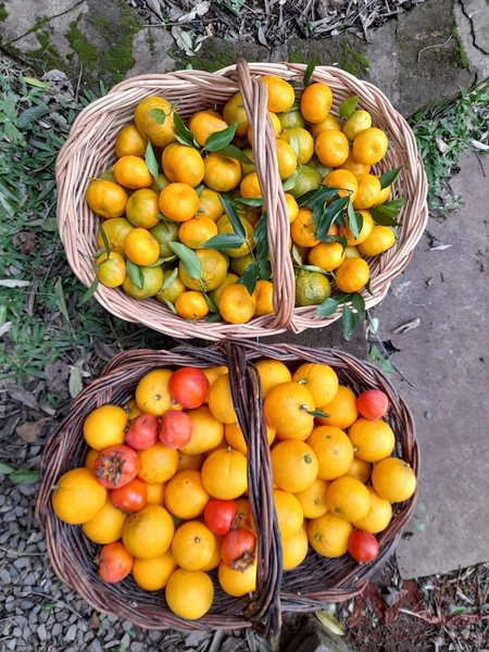 SITIO A VENDA EM CANELA RS: 15ª foto da galeria de imagens do imóvel