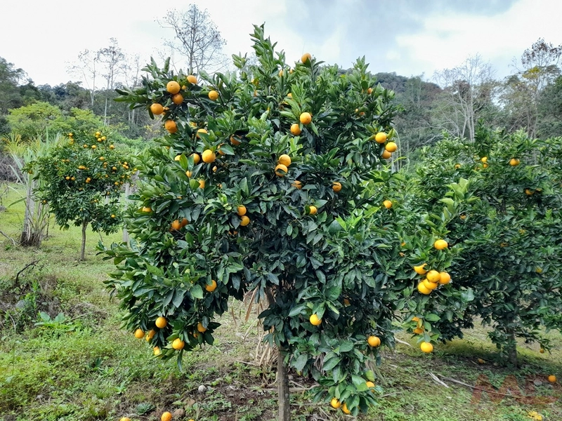 SITIO A VENDA EM CANELA RS: 32ª foto da galeria de imagens do imóvel