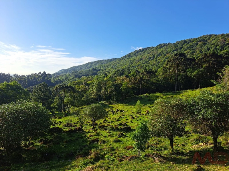 sitio em são francisco de paula rs: 15ª foto da galeria de imagens do imóvel