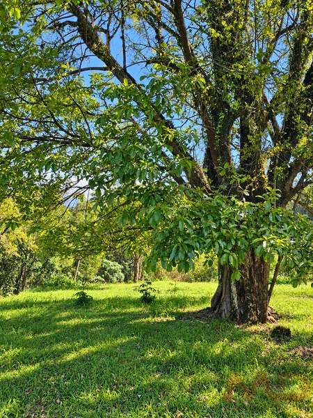 sitio a venda em gramado rs: 3ª foto da galeria de imagens do imóvel