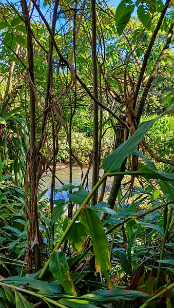 sitio a venda em gramado rs: 13ª foto da galeria de imagens do imóvel