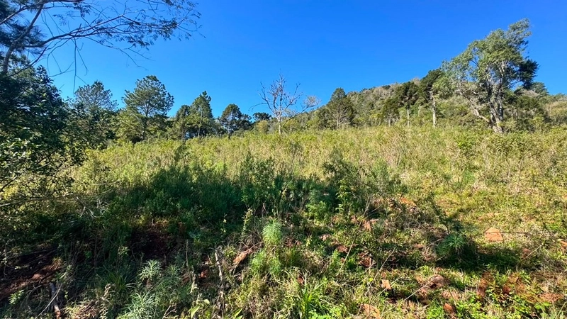 SITIO Á VENDA EM GRAMADO/RS -27 HECTARES POTENCIAL TURISTICO VISTA PARA O RIO CAÍ: 8ª foto da galeria de imagens do imóvel