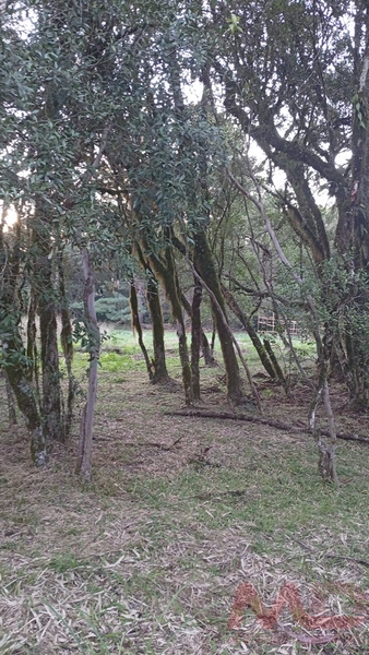 TERRENO EM CONDOMINIO EM CANELA RS: 4ª foto da galeria de imagens do imóvel