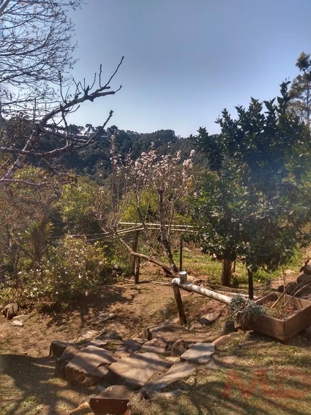 Casa a venda em Canela.: 8ª foto da galeria de imagens do imóvel