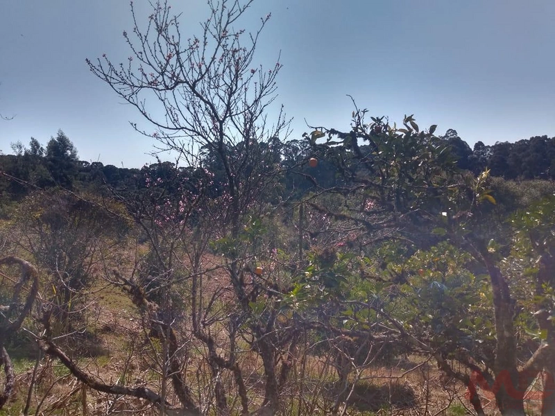 Casa a venda em Canela.: 9ª foto da galeria de imagens do imóvel