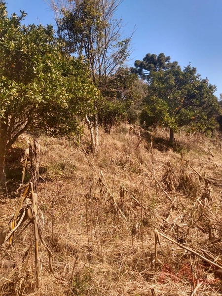 Casa a venda em Canela.: 17ª foto da galeria de imagens do imóvel