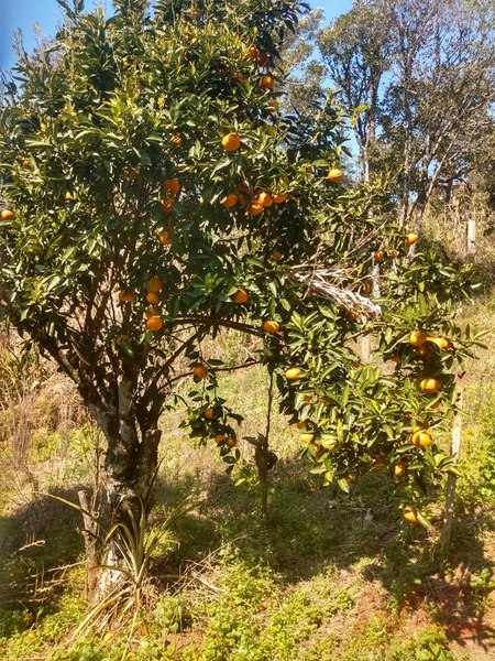 Casa a venda em Canela.: 7ª foto da galeria de imagens do imóvel