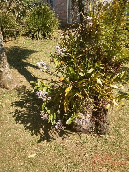Casa a venda em Canela.: 20ª foto da galeria de imagens do imóvel