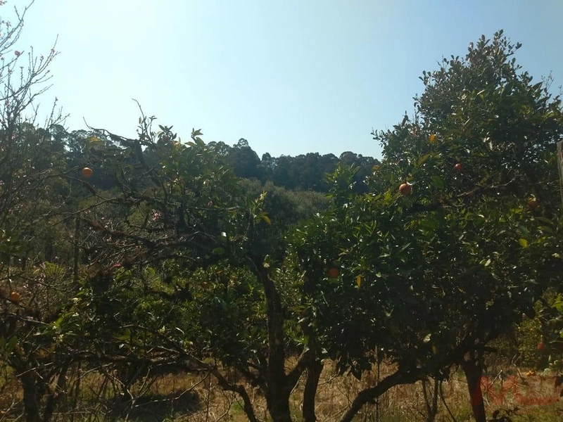 Casa a venda em Canela.: 1ª foto da galeria de imagens do imóvel