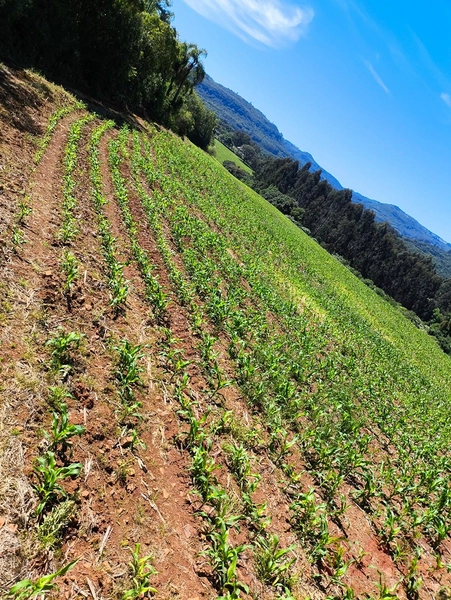 # sitio , aréa rural em gramado rs venda: 16ª foto da galeria de imagens do imóvel
