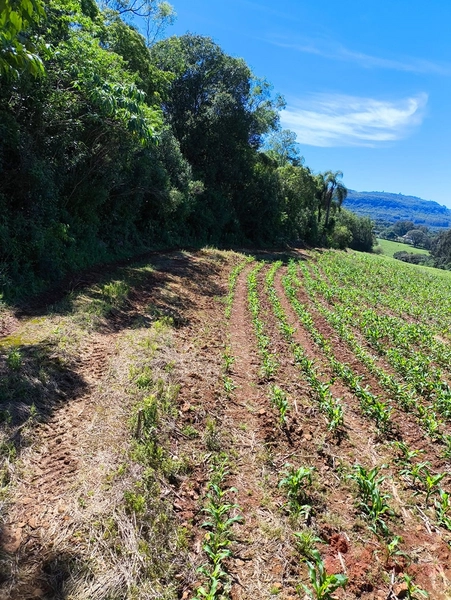 # sitio , aréa rural em gramado rs venda: 6ª foto da galeria de imagens do imóvel