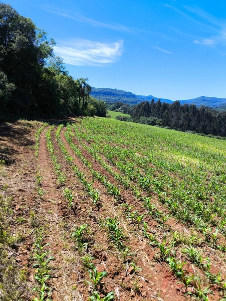 # sitio , aréa rural em gramado rs venda: 11ª foto da galeria de imagens do imóvel