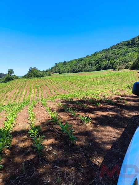 # sitio , aréa rural em gramado rs venda: 3ª foto da galeria de imagens do imóvel