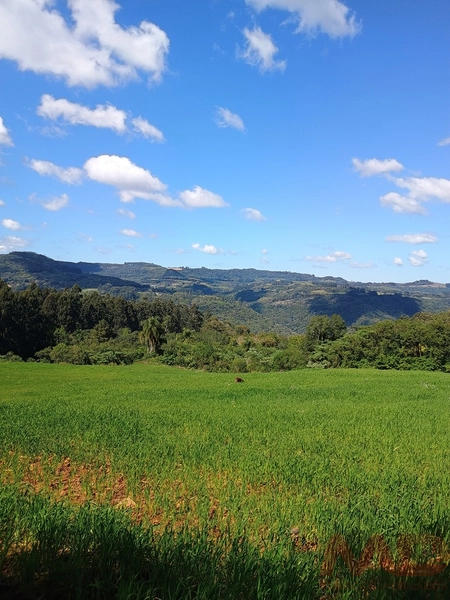 # sitio , aréa rural em gramado rs venda: 19ª foto da galeria de imagens do imóvel