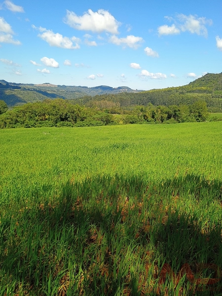 # sitio , aréa rural em gramado rs venda: 20ª foto da galeria de imagens do imóvel
