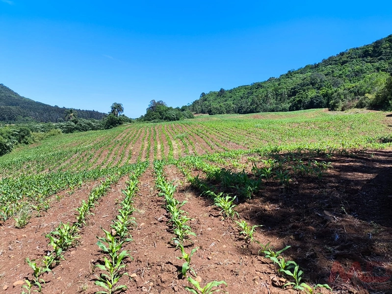 # sitio , aréa rural em gramado rs venda: 9ª foto da galeria de imagens do imóvel