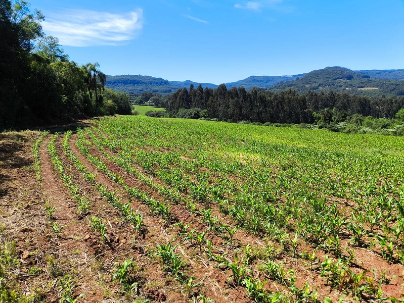 # sitio , aréa rural em gramado rs venda: 8ª foto da galeria de imagens do imóvel
