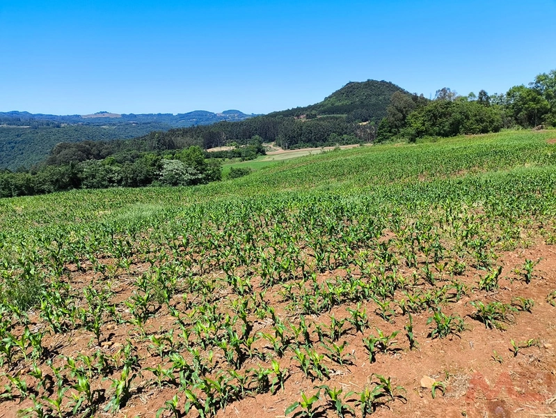 # sitio , aréa rural em gramado rs venda: 4ª foto da galeria de imagens do imóvel