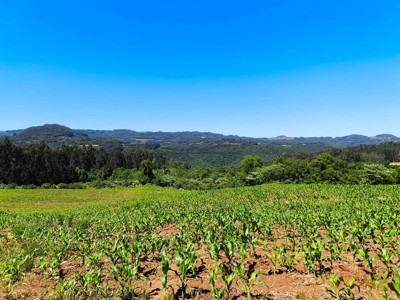 # sitio , aréa rural em gramado rs venda: 14ª foto da galeria de imagens do imóvel
