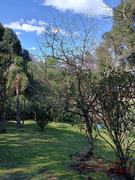 vende se sitio em gramado rs : 21ª foto da galeria de imagens do imóvel
