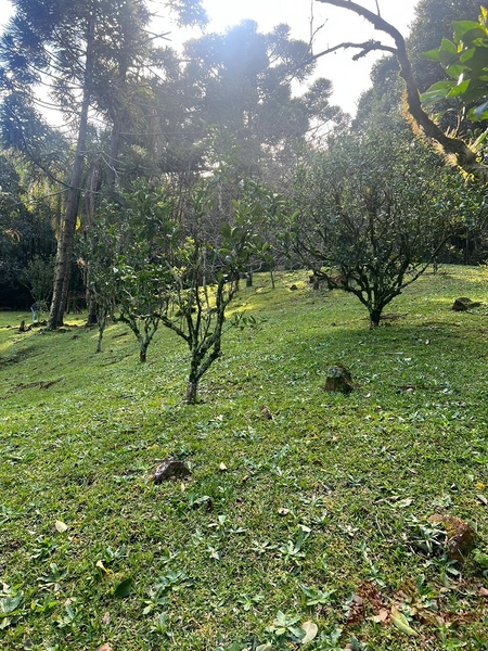 vende se sitio em gramado rs : 6ª foto da galeria de imagens do imóvel