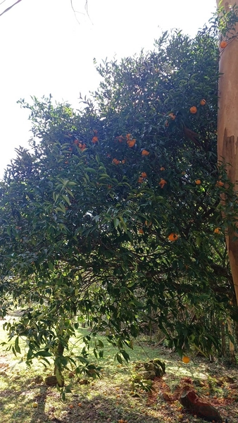SITIO EM CANELA RS 10 MINUTOS DA CATERDRAL DE PEDRA: 17ª foto da galeria de imagens do imóvel