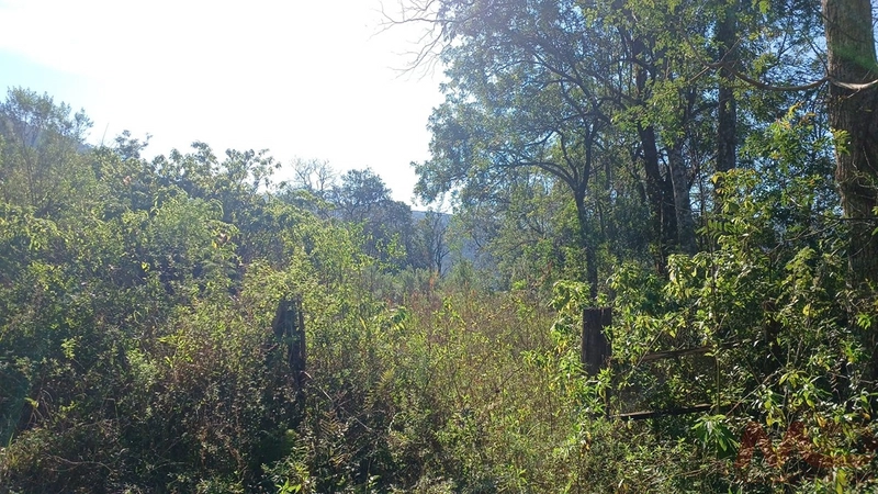 SITIO EM CANELA RS 10 MINUTOS DA CATERDRAL DE PEDRA: 54ª foto da galeria de imagens do imóvel