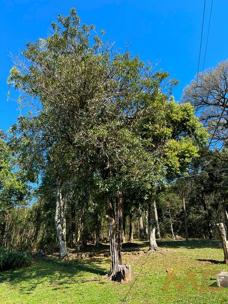 SITIO EM CANELA RS 10 MINUTOS DA CATERDRAL DE PEDRA: 7ª foto da galeria de imagens do imóvel