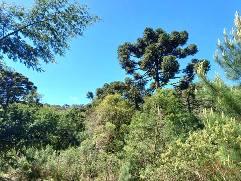 Casa a venda em Canela.: 7ª foto da galeria de imagens do imóvel