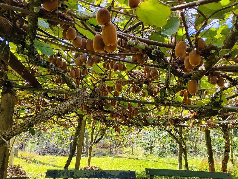 sitio com toda infraestrutura 15km ate o centro de Canela e 30 ate gramado: 14ª foto da galeria de imagens do imóvel