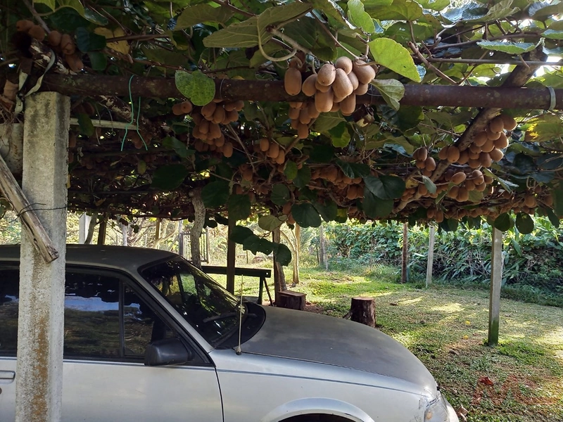 sitio com toda infraestrutura 15km ate o centro de Canela e 30 ate gramado: 13ª foto da galeria de imagens do imóvel