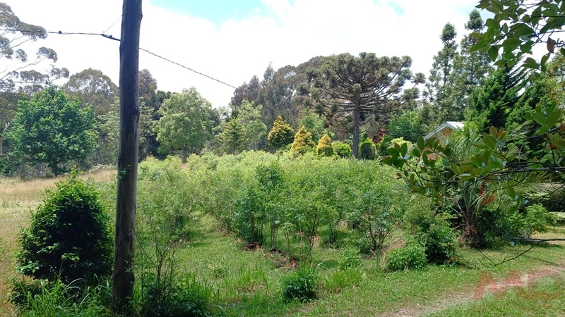 sitio com toda infraestrutura 15km ate o centro de Canela e 30 ate gramado: 29ª foto da galeria de imagens do imóvel
