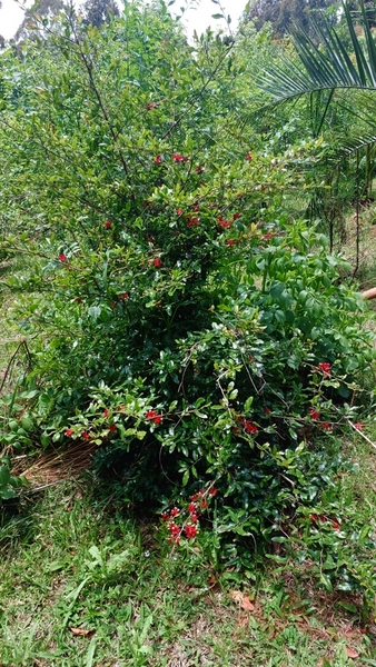 sitio com toda infraestrutura 15km ate o centro de Canela e 30 ate gramado: 41ª foto da galeria de imagens do imóvel