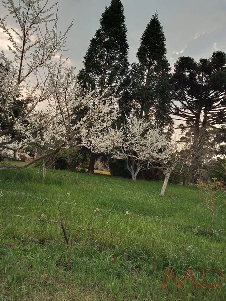 sitio com toda infraestrutura 15km ate o centro de Canela e 30 ate gramado: 9ª foto da galeria de imagens do imóvel