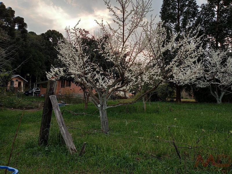 sitio com toda infraestrutura 15km ate o centro de Canela e 30 ate gramado: 10ª foto da galeria de imagens do imóvel