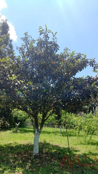 sitio com toda infraestrutura 15km ate o centro de Canela e 30 ate gramado: 39ª foto da galeria de imagens do imóvel