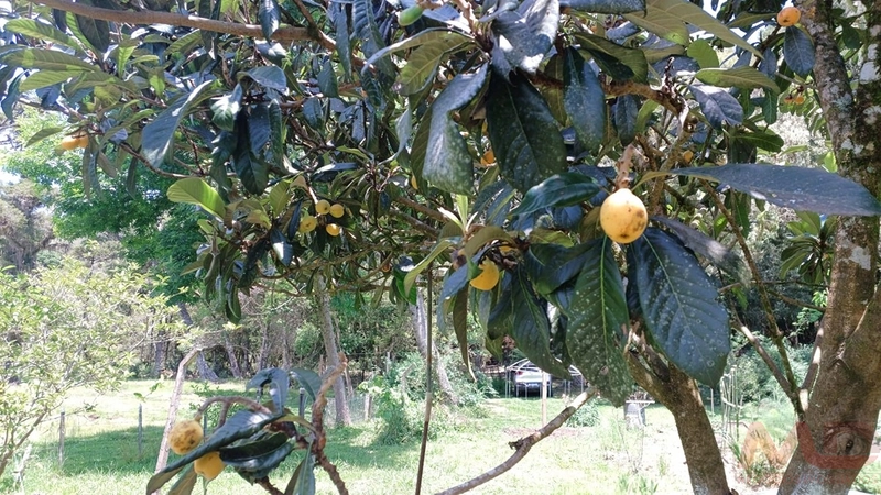 sitio com toda infraestrutura 15km ate o centro de Canela e 30 ate gramado: 23ª foto da galeria de imagens do imóvel