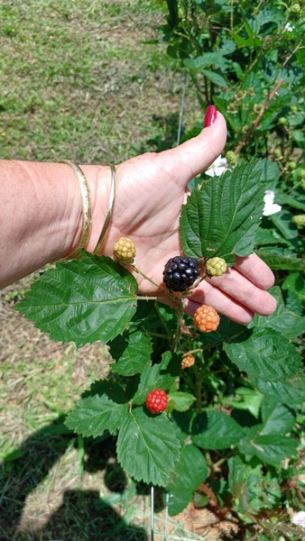 sitio com toda infraestrutura 15km ate o centro de Canela e 30 ate gramado: 26ª foto da galeria de imagens do imóvel