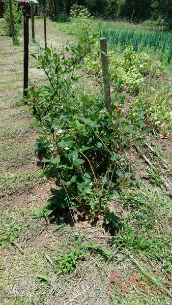sitio com toda infraestrutura 15km ate o centro de Canela e 30 ate gramado: 25ª foto da galeria de imagens do imóvel