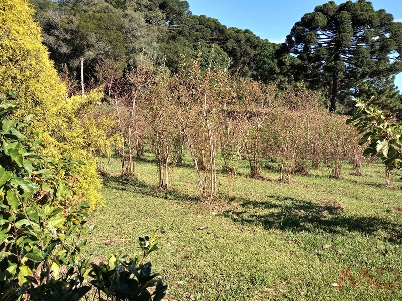 sitio com toda infraestrutura 15km ate o centro de Canela e 30 ate gramado: 22ª foto da galeria de imagens do imóvel
