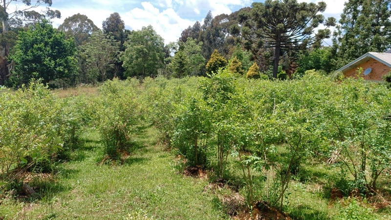 sitio com toda infraestrutura 15km ate o centro de Canela e 30 ate gramado: 28ª foto da galeria de imagens do imóvel